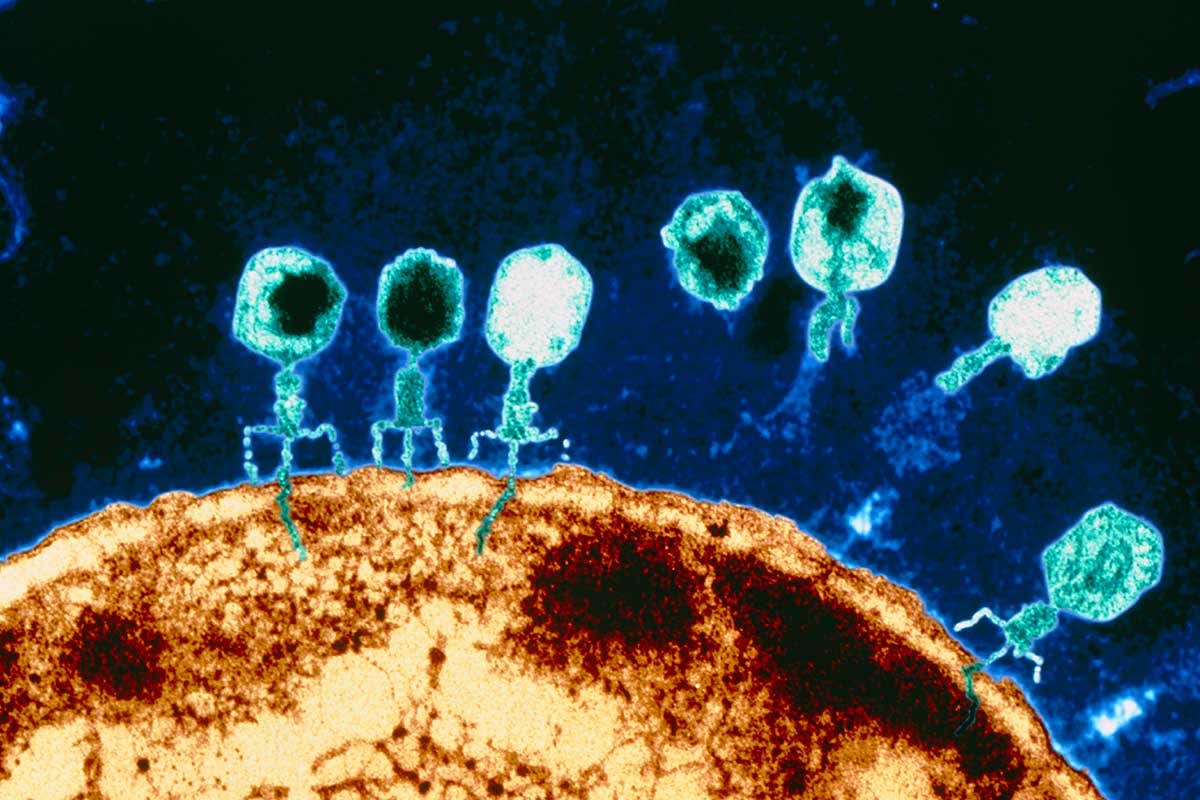 Bacteriophage viruses attacking an E. coli cell
