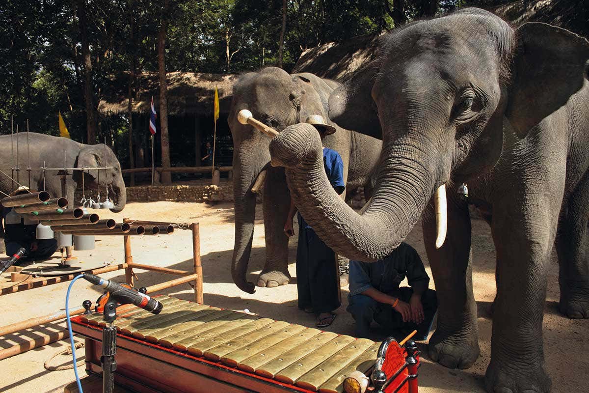 elephants holding instruments