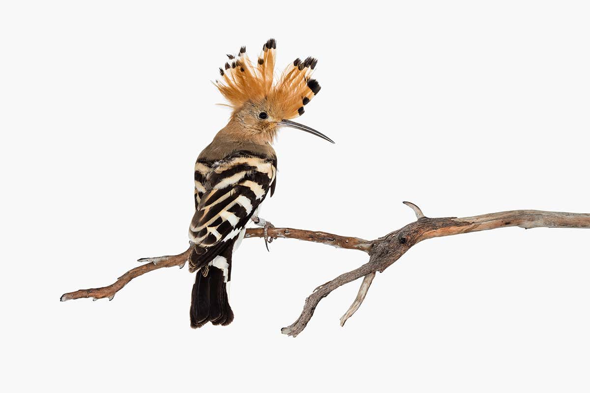 hoopoe