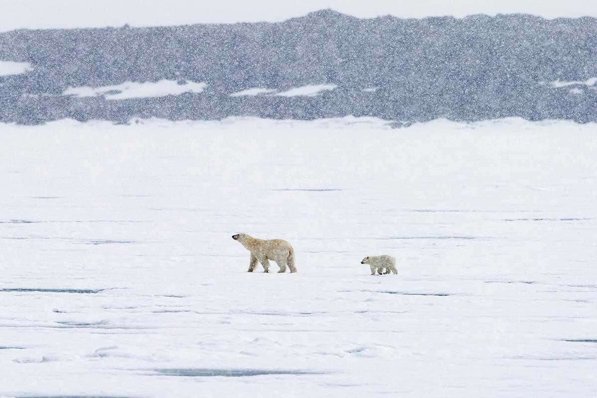 Two polar bears on the ice