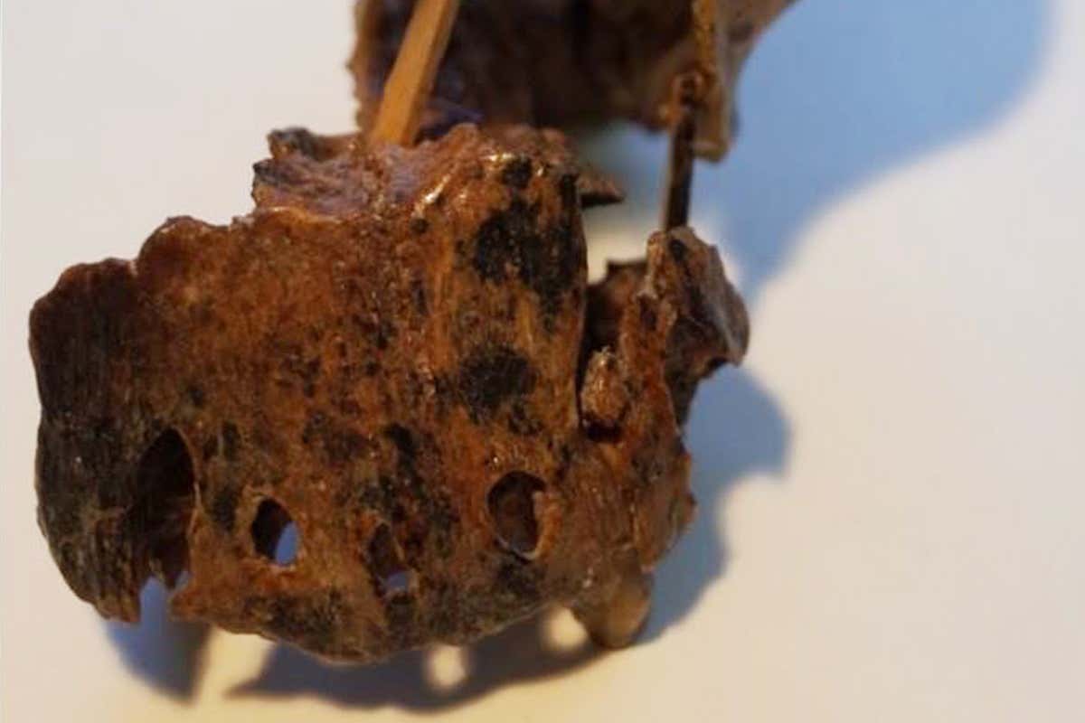 Two-million-year-old toothache may have killed an early human