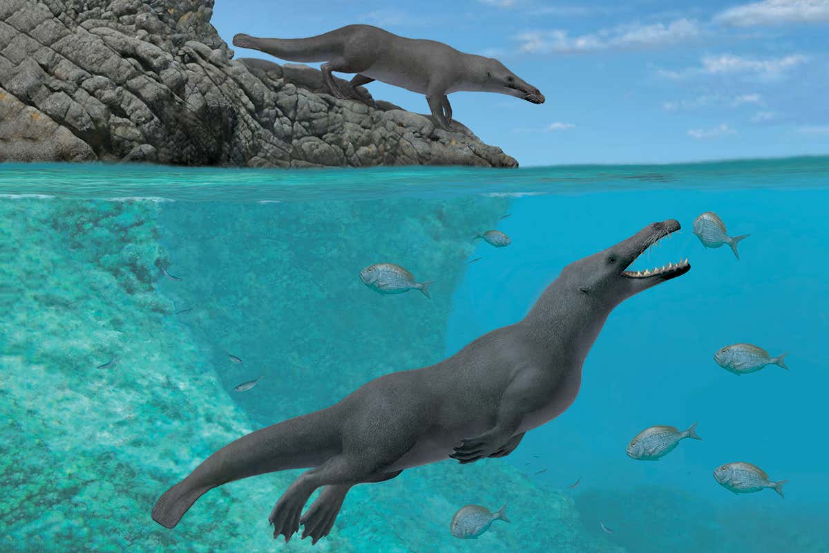 This illustration shows an artistic reconstruction of two individuals of Peregocetus, one standing along the rocky shore of nowadays Peru and the other preying upon sparid fish. The presence of a tail fluke remains hypothetical.
