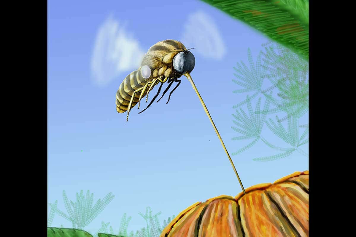 Archocyrtus kovalevi likely fed on the nectar of gymnosperms