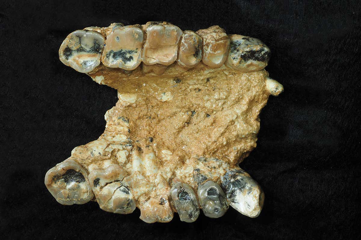 hominin jaw