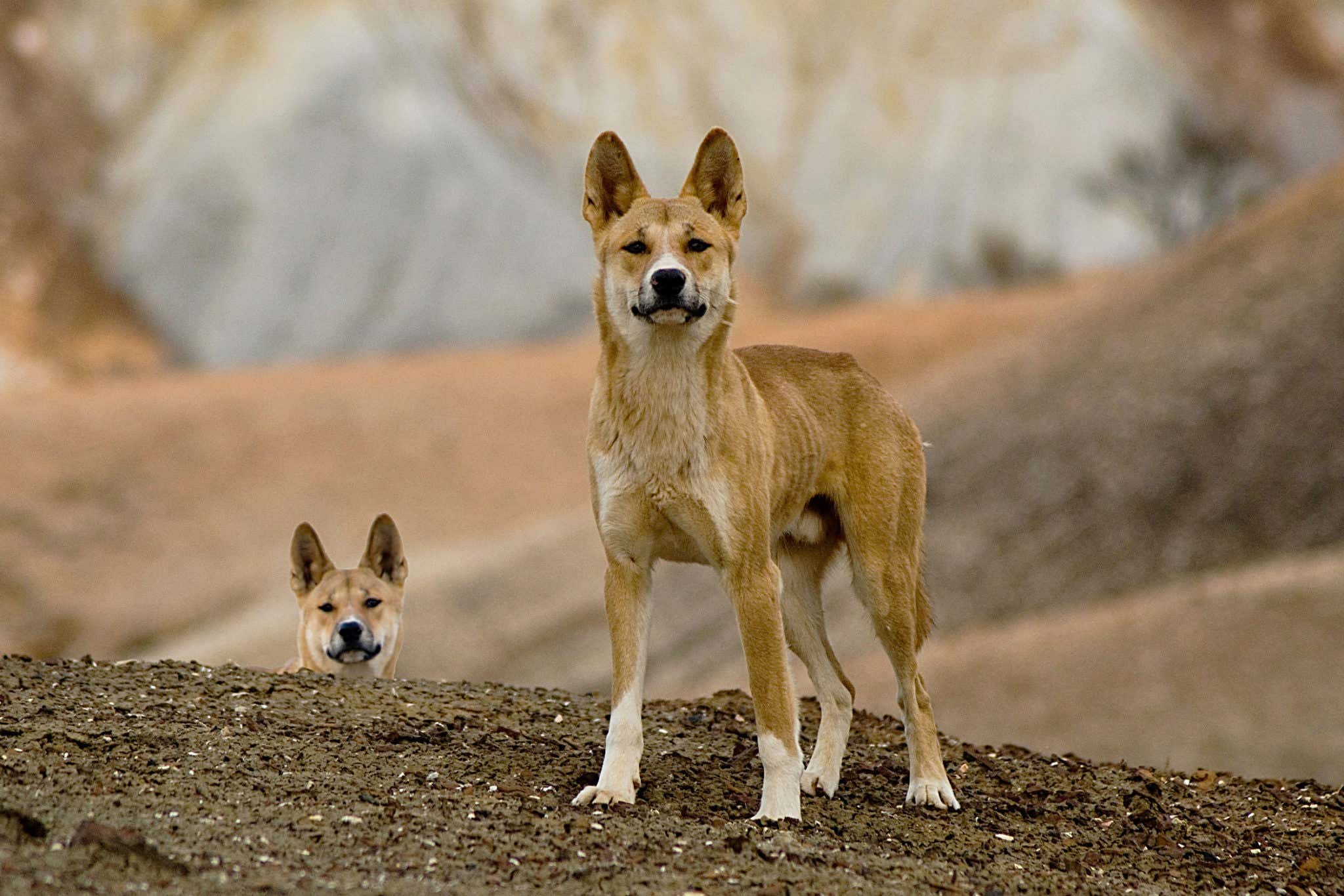 dingoes