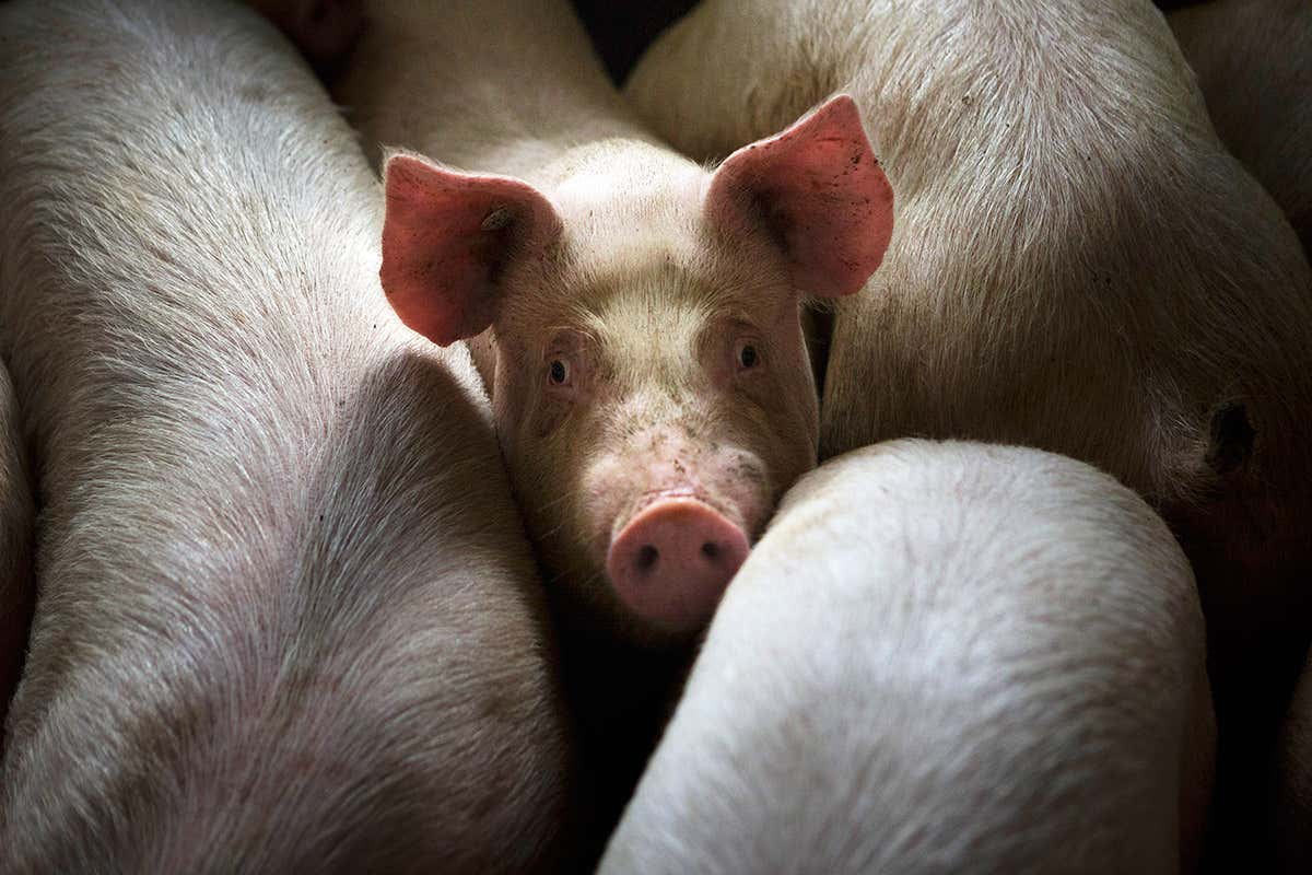 Brains from pigs can be partially revived after death