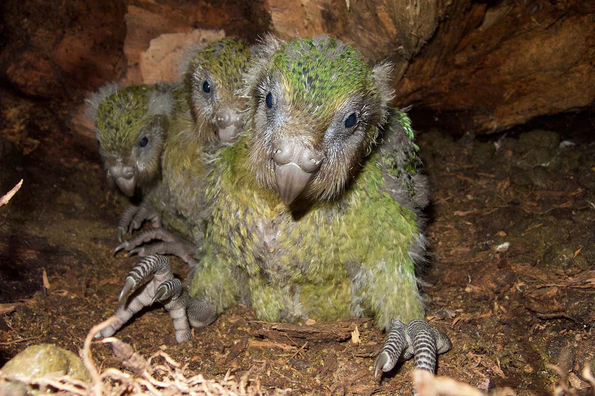 kakapo