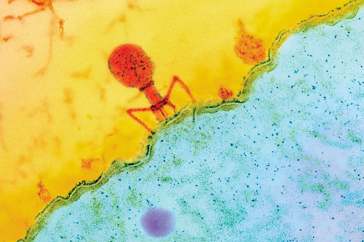 Genetically modified virus may shrink incurable brain cancers