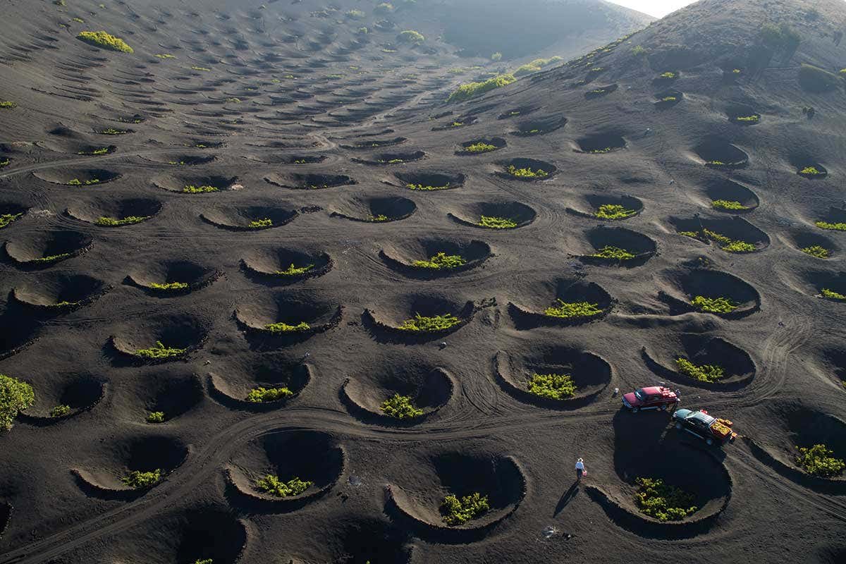 vines planted in volcanic hollows