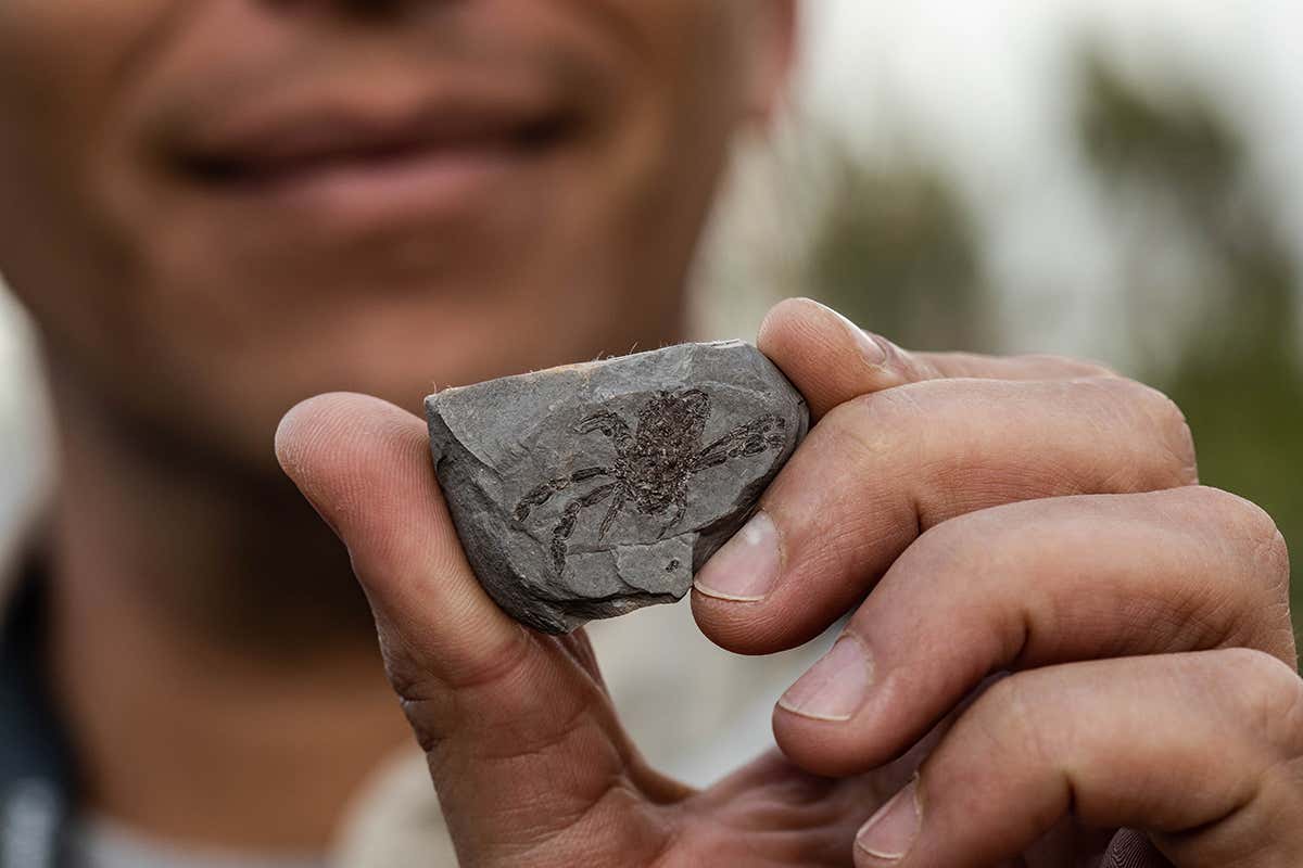 The fossil crabs are about the size of a five pence coin