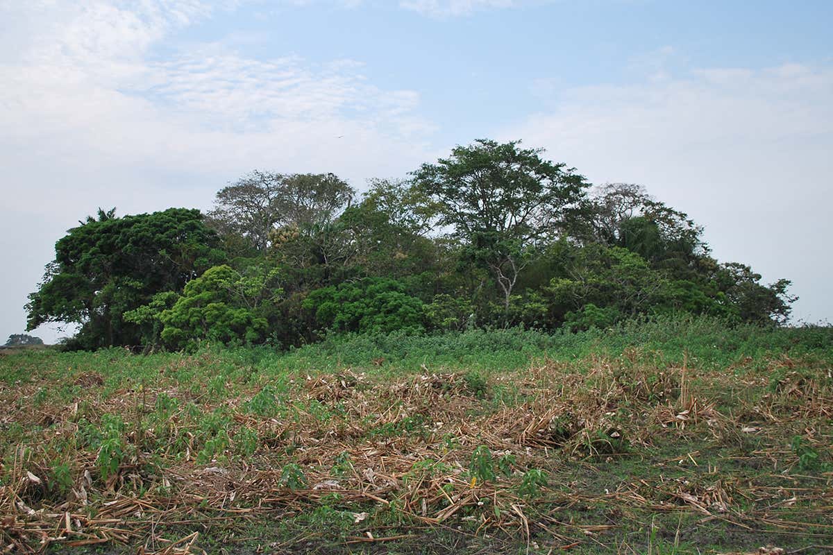 La Chacra forest island in the Bolivian Llanos de Moxos