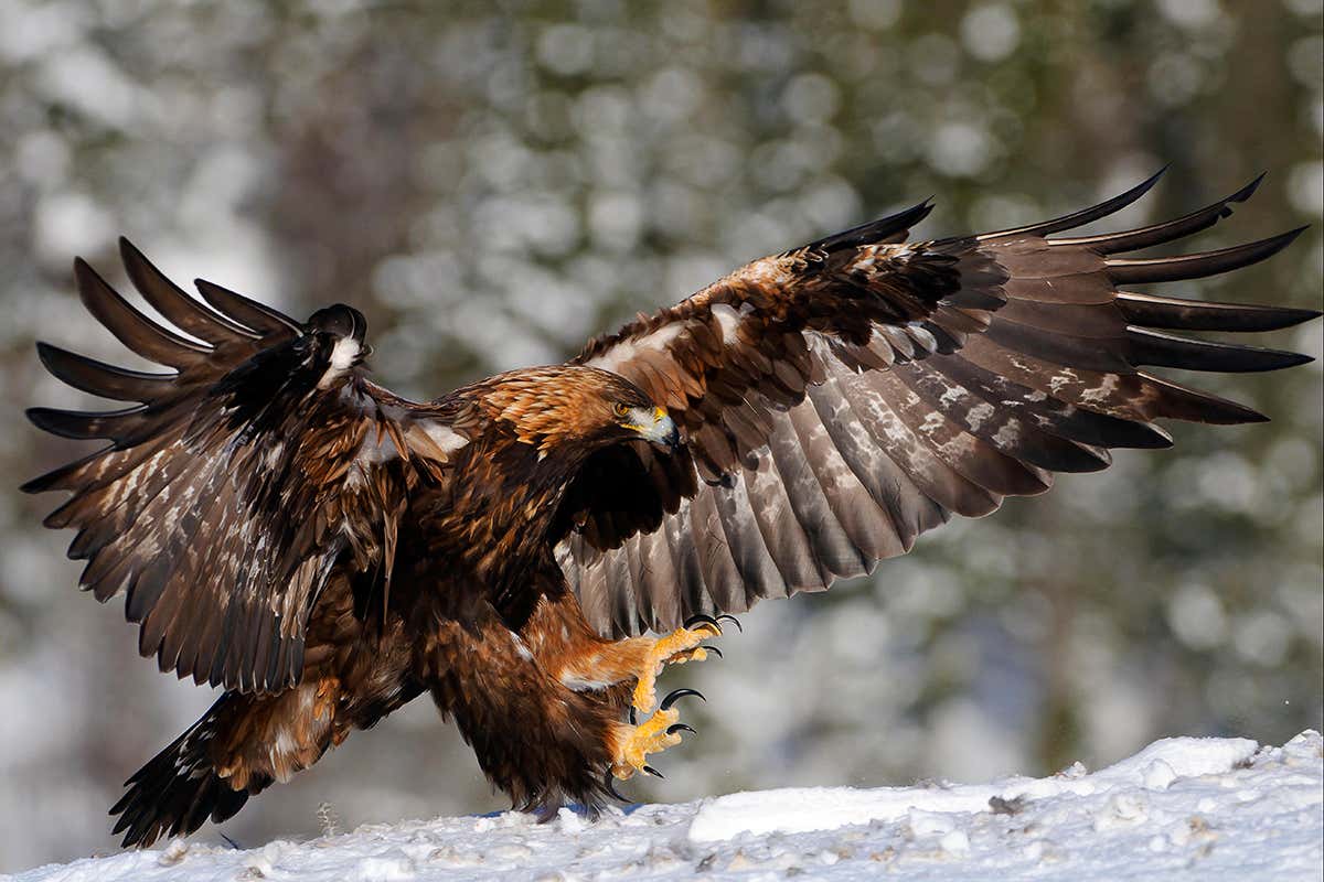 A golden eagle
