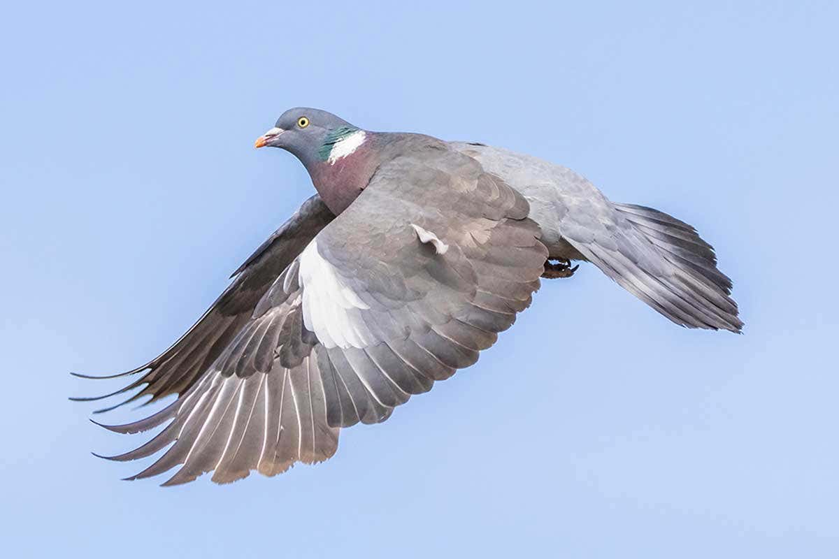 Wood Pigeon (Columba palumbus) with wings down and out, flying in the sky against blue sky in the UK