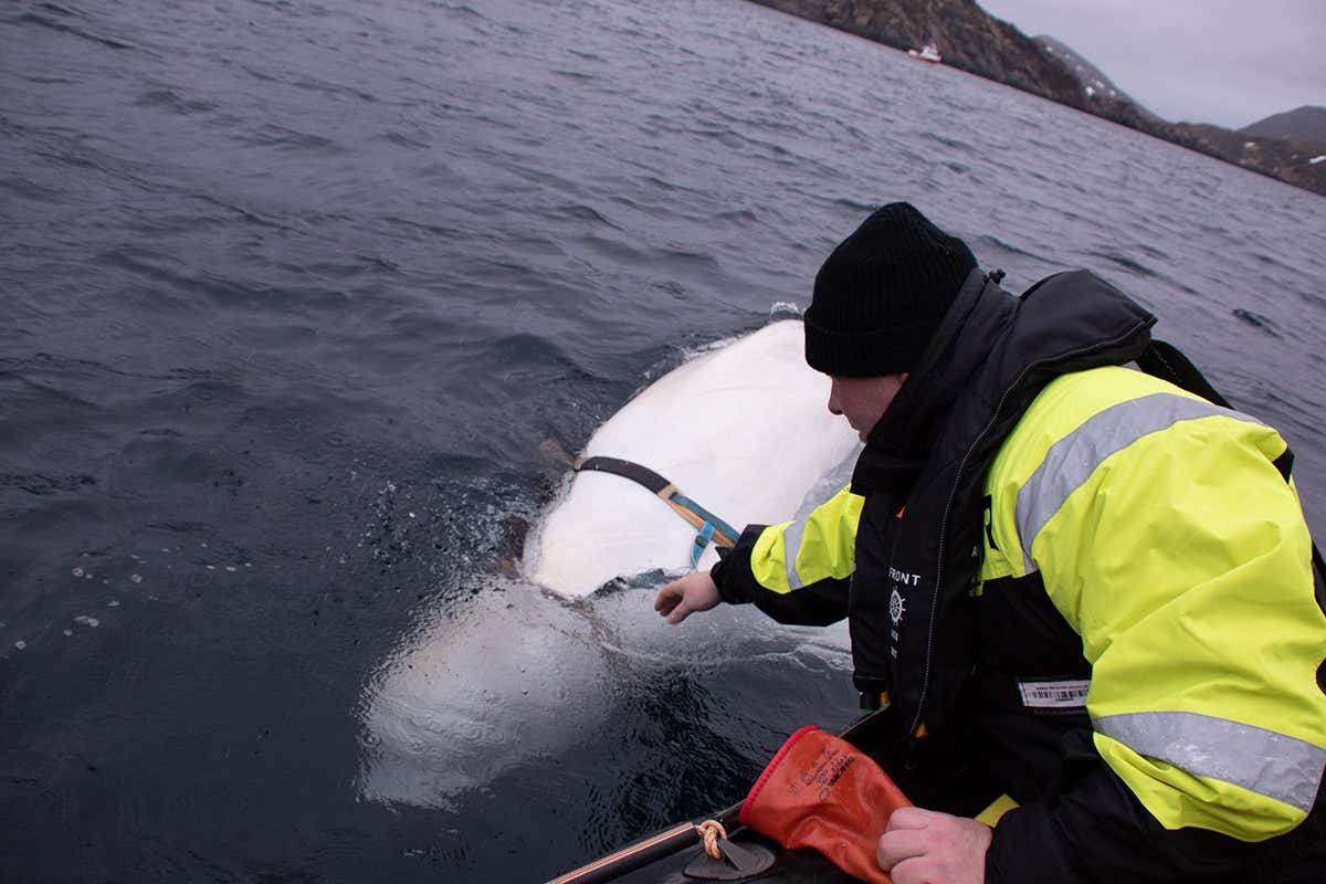 New Scientist. Science news and long reads from expert journalists, covering developments in science, technology, health and the environment on the website and the magazine.