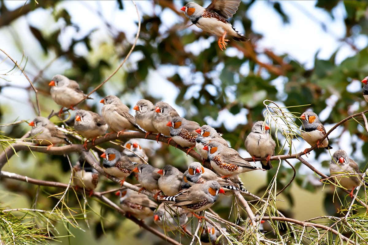 Zebra finches on a branch