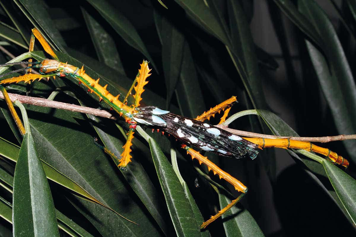 Two species of colourful stick insects discovered in Madagascar