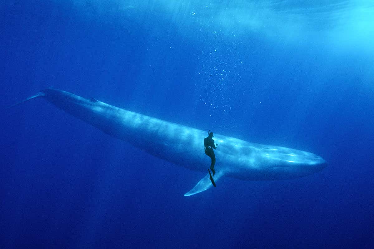 Blue Whale (Balaenoptera musculus) and snorkeler, Baja California, Mexico