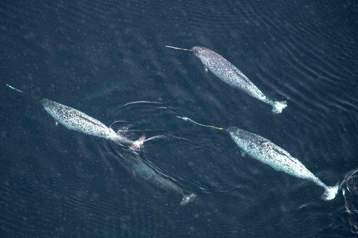 Narwhals from above