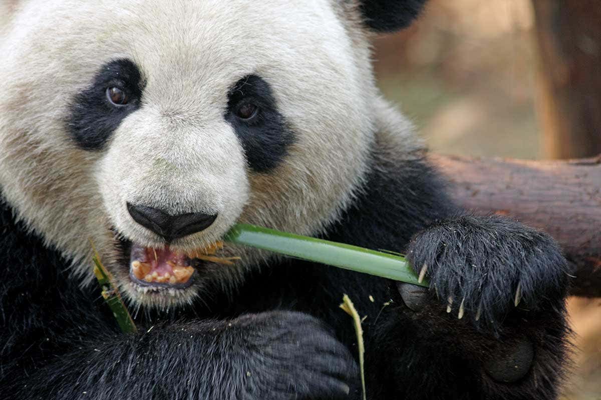 A panda eating bamboo