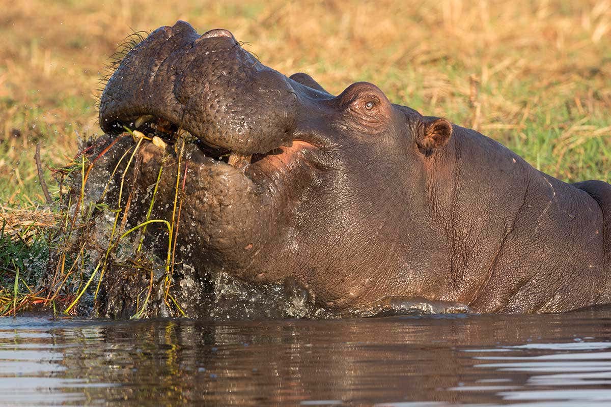 Hippos are living silicon pumps