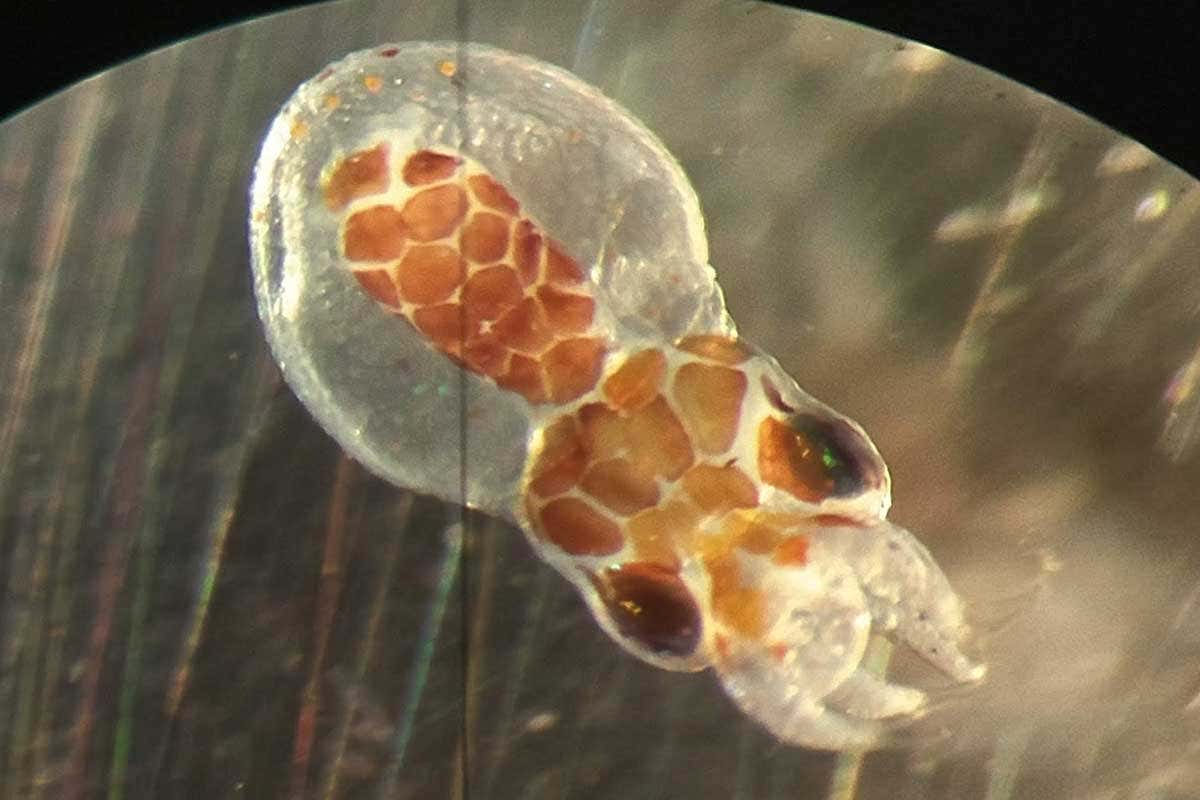 Octopus embryo
