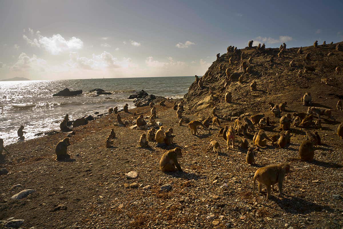 Monkeys on Monkey Island