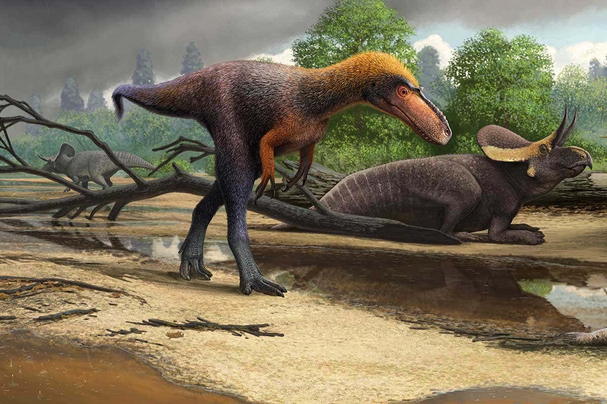 the tyrannosauroid Suskityrannus hazelae from the Late Cretaceous