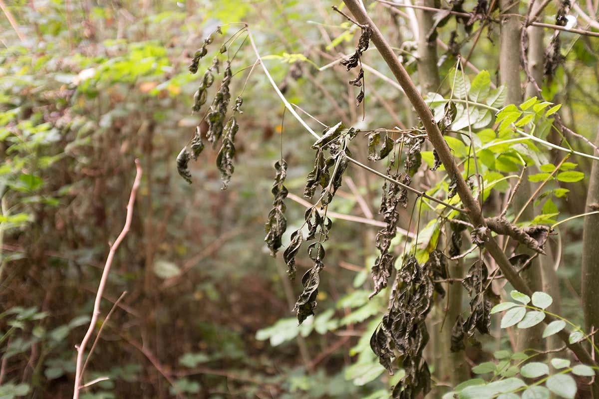 Ash tree with shrivelled leaves