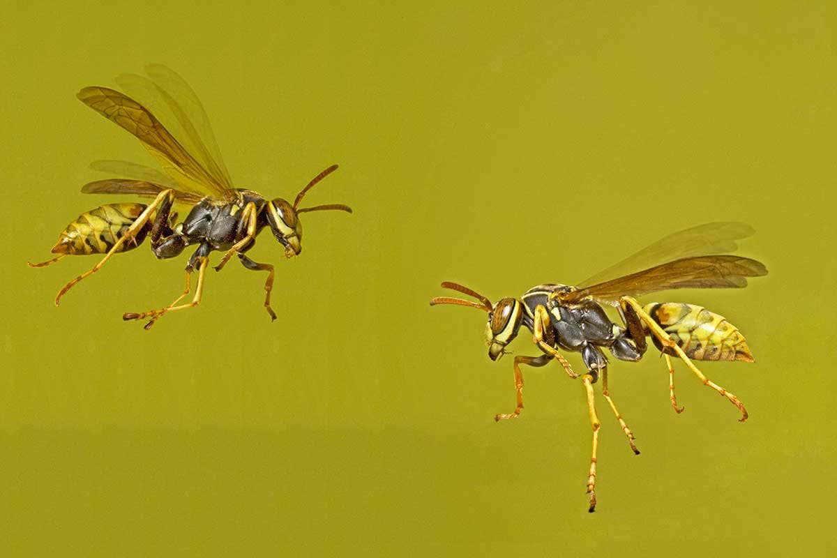 Two wasps