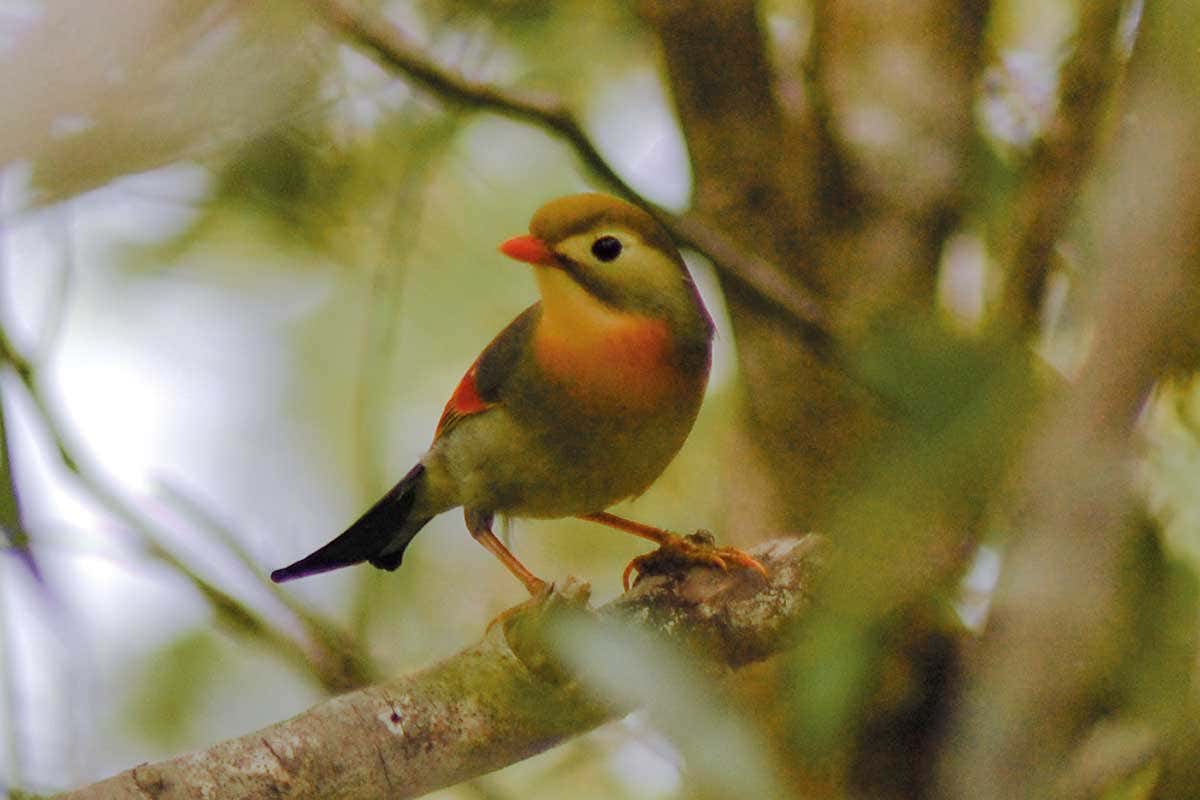 The red-billed leiothrix is a non-native species in Hawaii