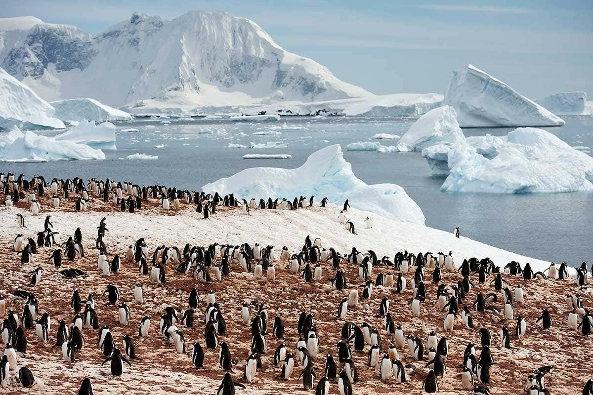 Penguins in Antarctica