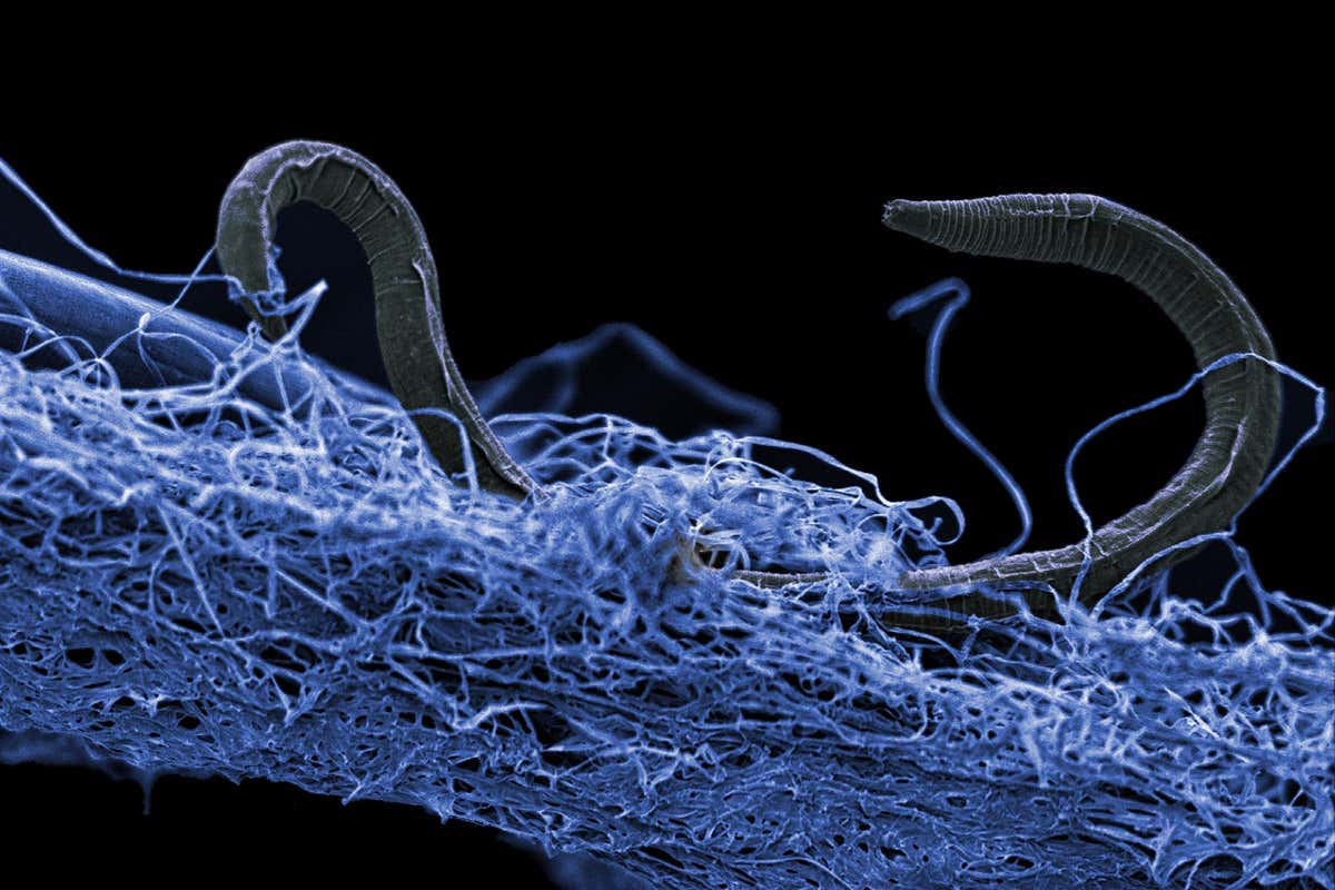 Zombieland: The vast world of hidden microbes miles beneath your feet