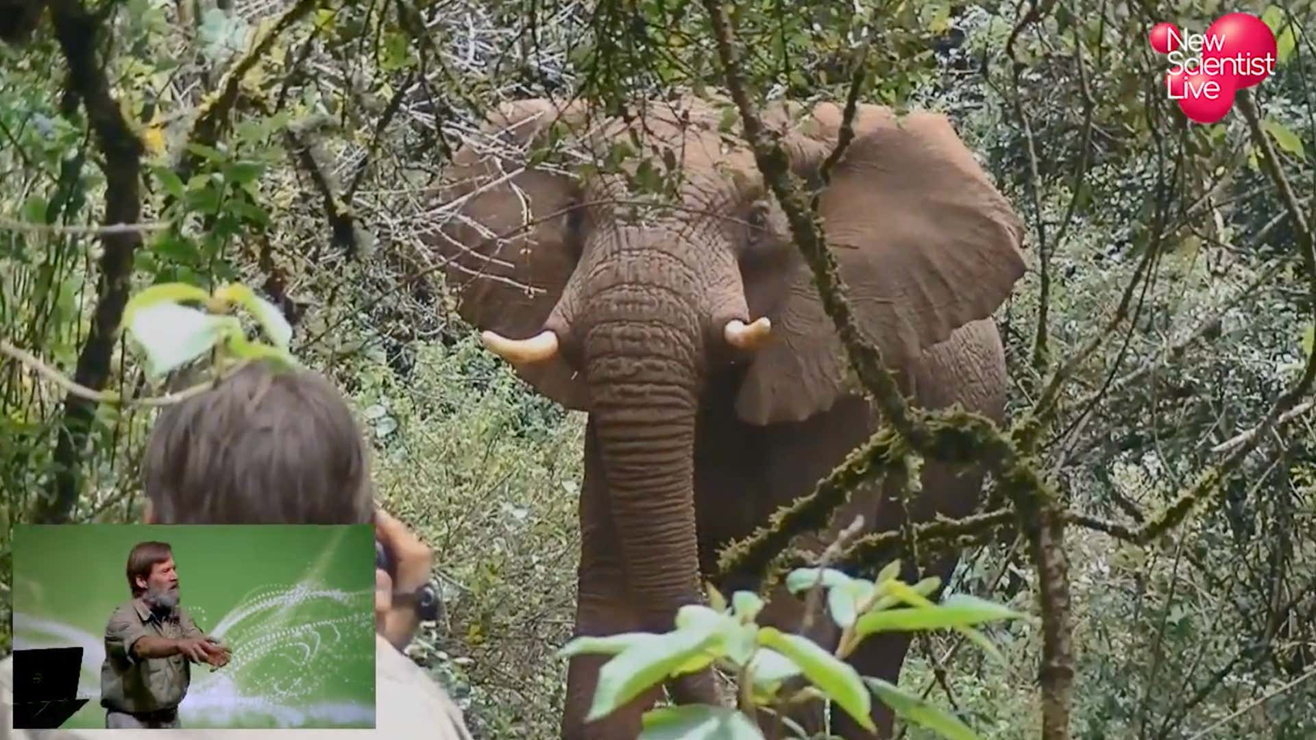 How primates and elephants prevent climate change