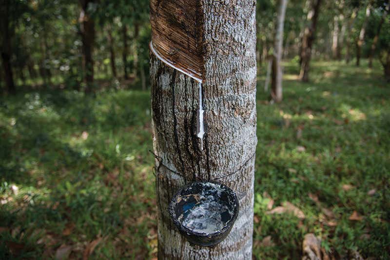 rubber tapping