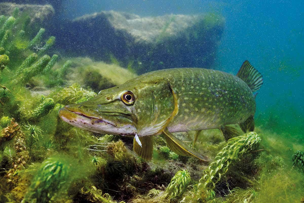 New Scientist. Science news and long reads from expert journalists, covering developments in science, technology, health and the environment on the website and the magazine.