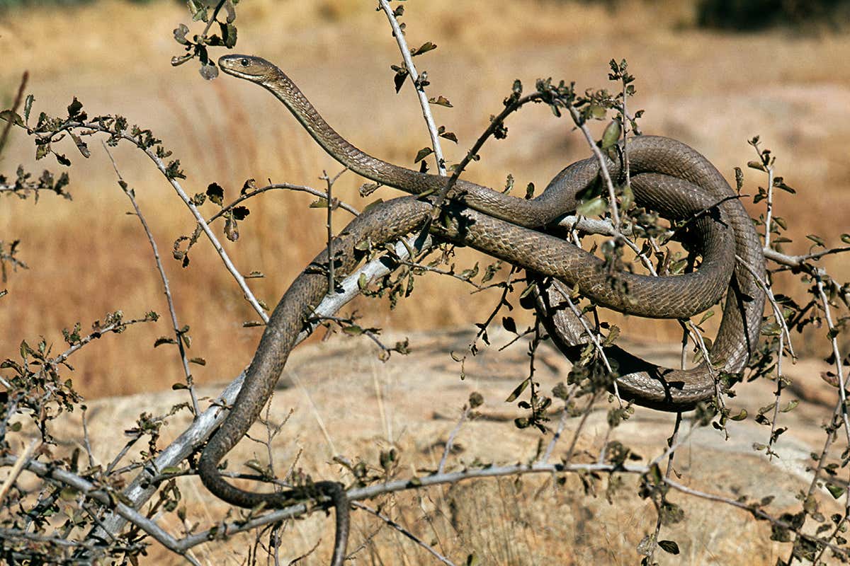 The black mamba is the largest venomous snake in Africa