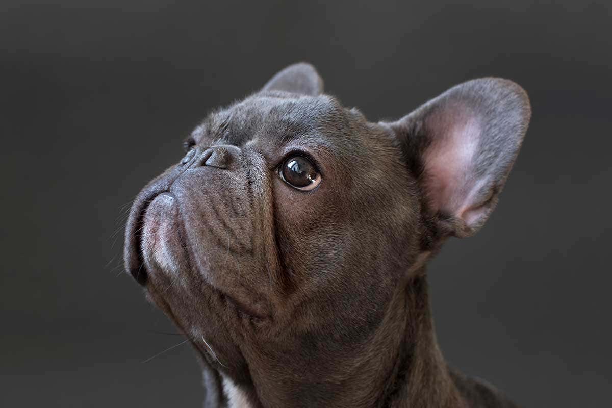 French bulldog
