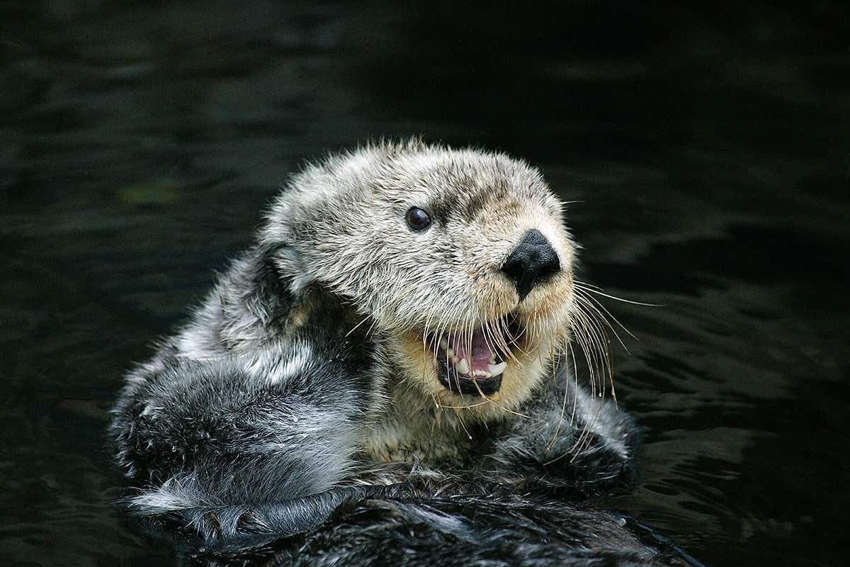 Sea otters (Enhydra lutris) are increasingly being bitten by great white sharks