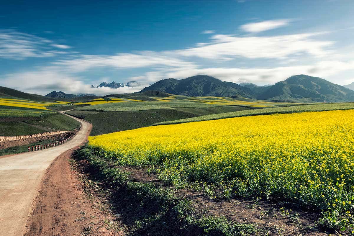 Oil seed rape is now farmed in the Qinghai-Tibet Plateau area