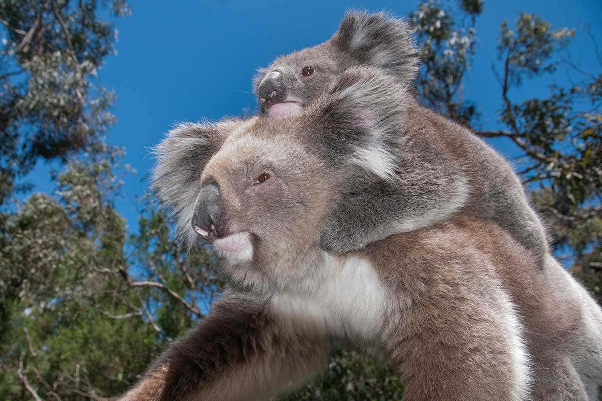 Koala bears