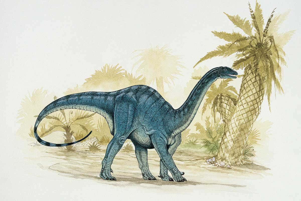 Mussaurus patagonicus