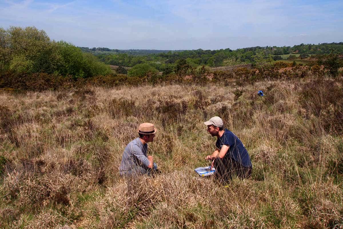 Researchers look for willow seeds