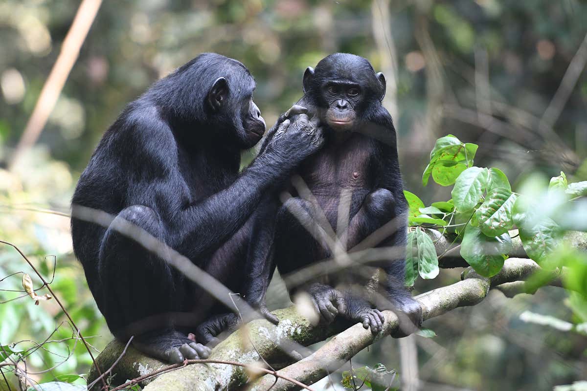 A young juvenile male bonobo is groomed by his mom in the Kokolopori Bonobo Reserve.