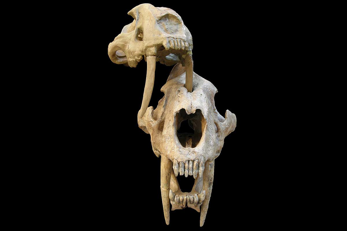 Sabre-toothed cat skulls