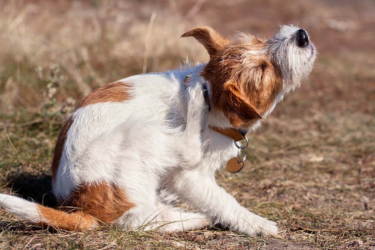 Many dogs in the US are screened annually for Lyme disease