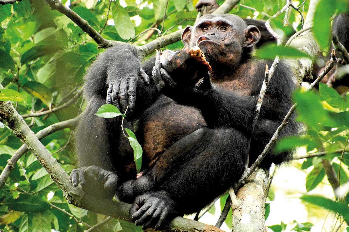 A chimp in the trees