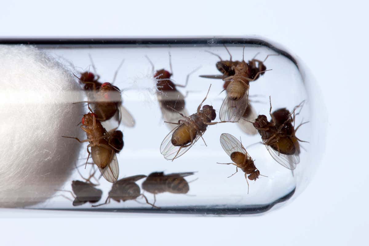 Drosophila could help personalise cancer treatments
