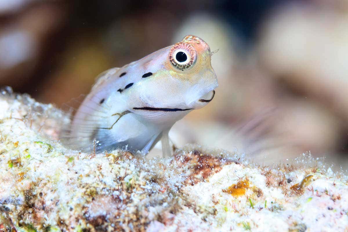 Great Barrier Reef Blenny (Ecsenius stictus)