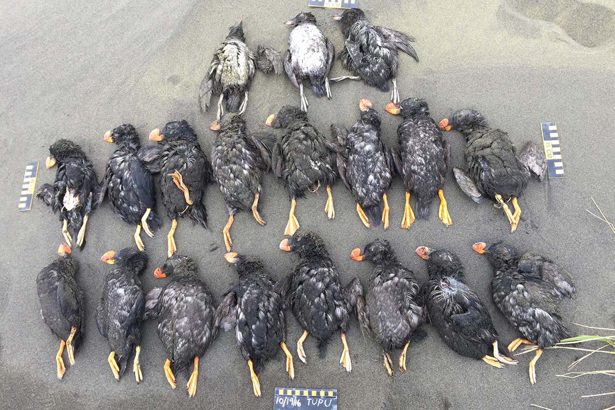 dead puffins
