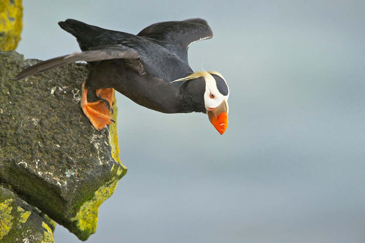 tufted puffin